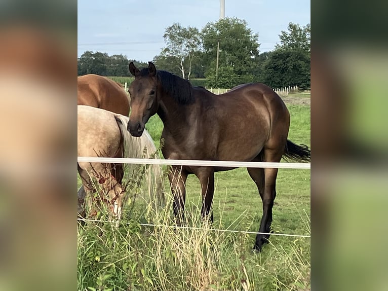 Koń oldenburski Klacz 2 lat 165 cm Ciemnogniada in Eydelstedt