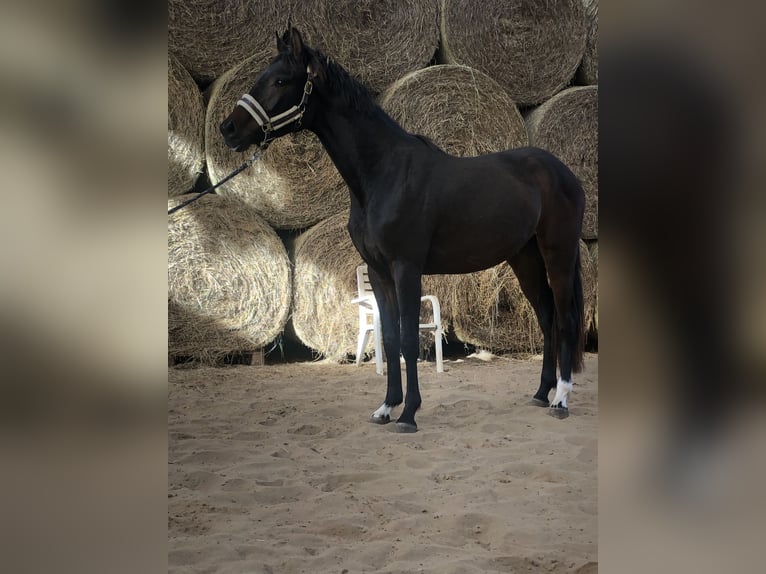 Koń oldenburski Klacz 2 lat 165 cm Ciemnogniada in Hiddenhausen