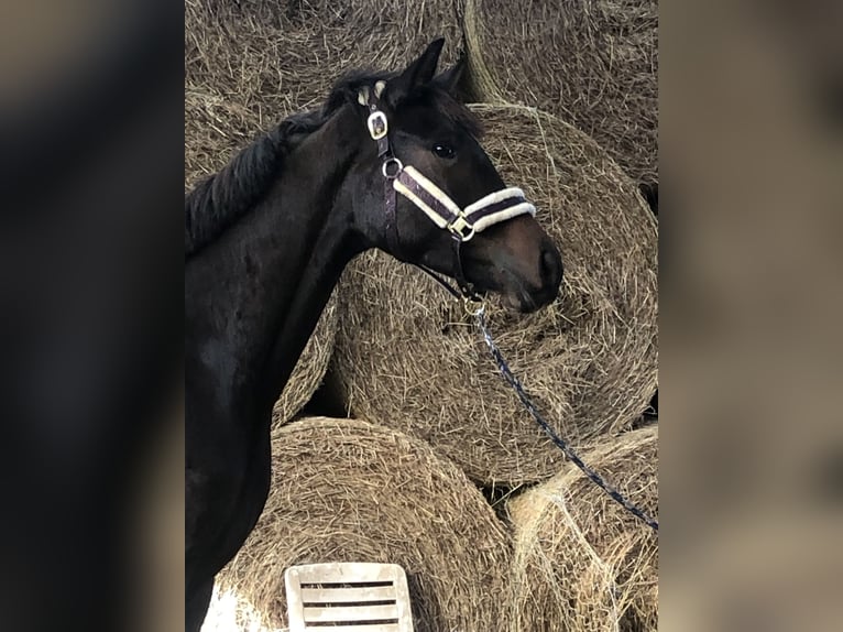 Koń oldenburski Klacz 2 lat 165 cm Ciemnogniada in Hiddenhausen