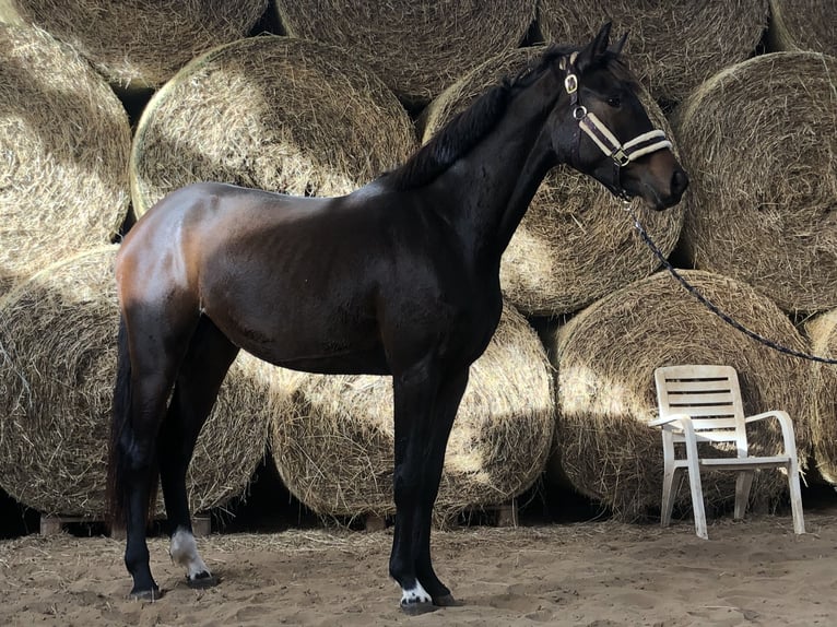 Koń oldenburski Klacz 2 lat 165 cm Ciemnogniada in Hiddenhausen