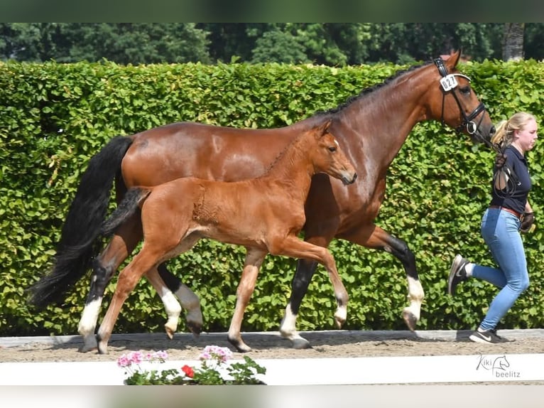 Koń oldenburski Klacz 2 lat 165 cm Gniada in Groß Siegharts