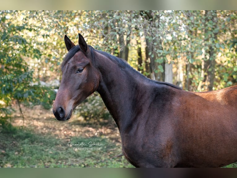 Koń oldenburski Klacz 2 lat 165 cm Gniada in Wedemark