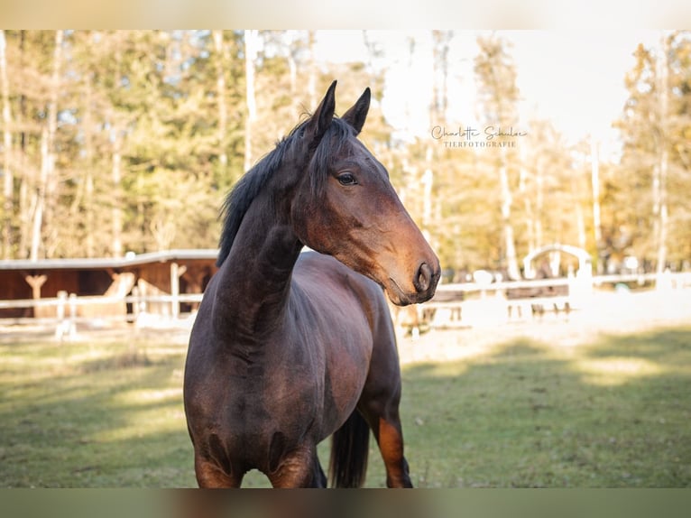 Koń oldenburski Klacz 2 lat 165 cm Gniada in Wedemark