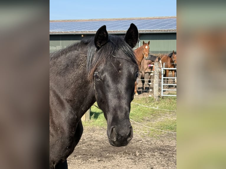Koń oldenburski Klacz 2 lat 165 cm Kara in Langwedel