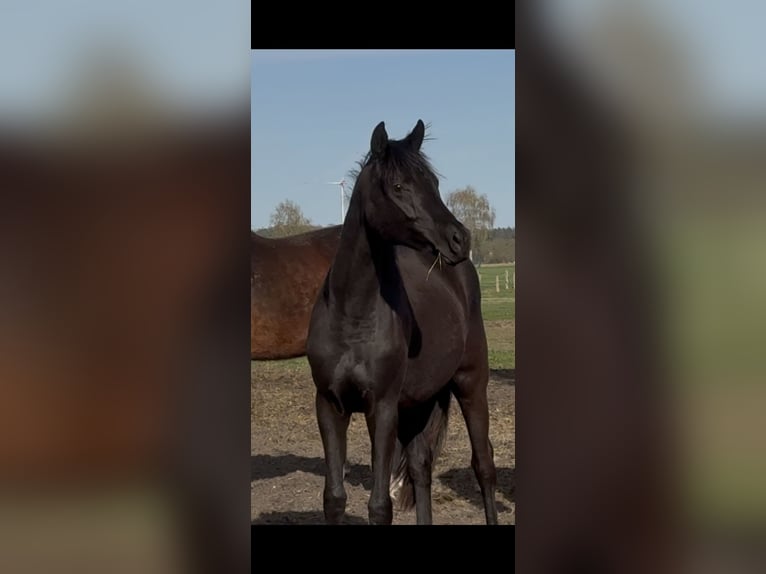 Koń oldenburski Klacz 2 lat 165 cm Kara in Langwedel