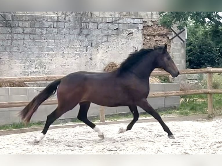 Koń oldenburski Klacz 2 lat 165 cm Skarogniada in Chartres