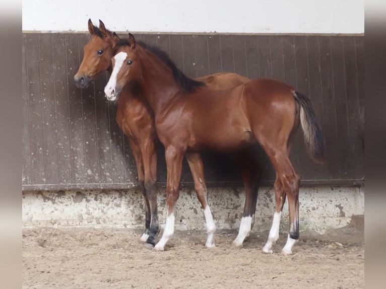 Koń oldenburski Klacz 2 lat 166 cm Gniada in Bramsche