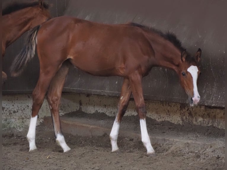 Koń oldenburski Klacz 2 lat 166 cm Gniada in Bramsche