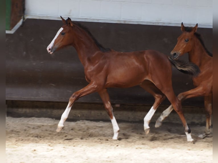 Koń oldenburski Klacz 2 lat 166 cm Gniada in Bramsche