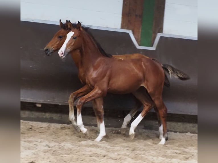 Koń oldenburski Klacz 2 lat 166 cm Gniada in Bramsche