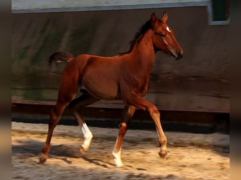 Koń oldenburski Klacz 2 lat 166 cm Gniada in Bramsche