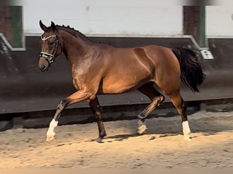 Koń oldenburski Klacz 2 lat 166 cm Gniada in Bramsche