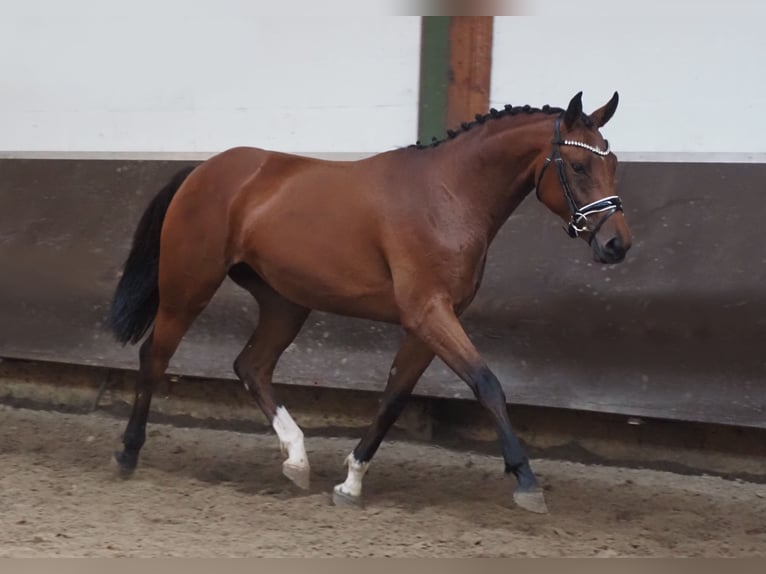 Koń oldenburski Klacz 2 lat 166 cm Gniada in Bramsche