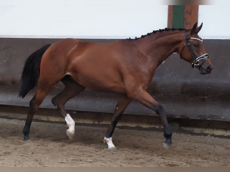 Koń oldenburski Klacz 2 lat 166 cm Gniada in Bramsche