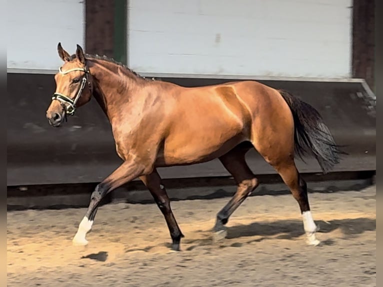 Koń oldenburski Klacz 2 lat 166 cm Gniada in Bramsche