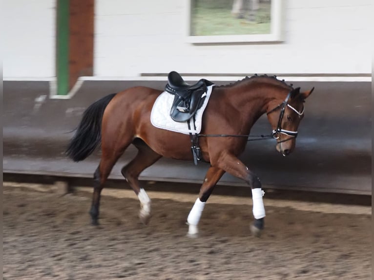 Koń oldenburski Klacz 2 lat 166 cm Gniada in Bramsche