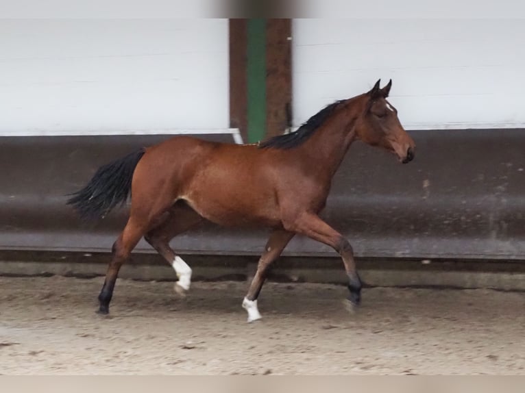 Koń oldenburski Klacz 2 lat 166 cm Gniada in Bramsche