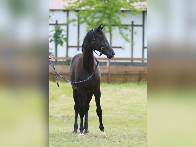 Koń oldenburski Klacz 2 lat 166 cm Kara in Brytovka