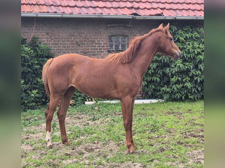 Koń oldenburski Klacz 2 lat 167 cm Ciemnokasztanowata in Ehrenburg
