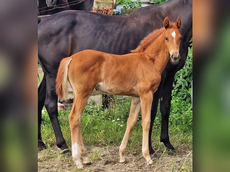 Koń oldenburski Klacz 2 lat 167 cm Ciemnokasztanowata in Ehrenburg