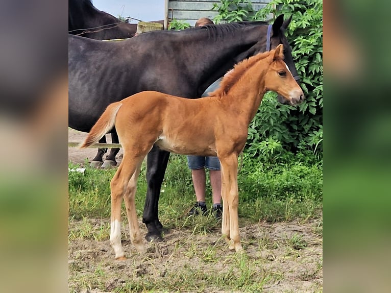 Koń oldenburski Klacz 2 lat 167 cm Ciemnokasztanowata in Ehrenburg