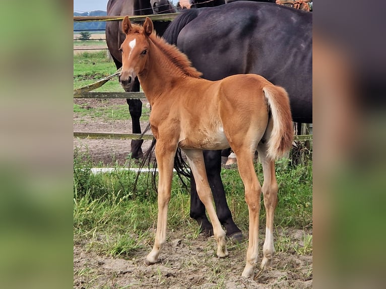 Koń oldenburski Klacz 2 lat 167 cm Ciemnokasztanowata in Ehrenburg