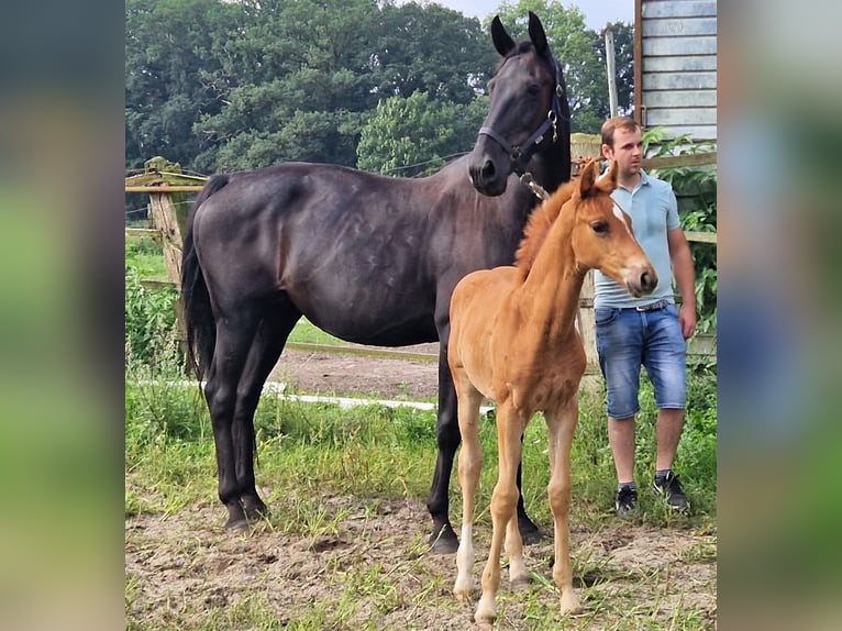 Koń oldenburski Klacz 2 lat 167 cm Ciemnokasztanowata in Ehrenburg