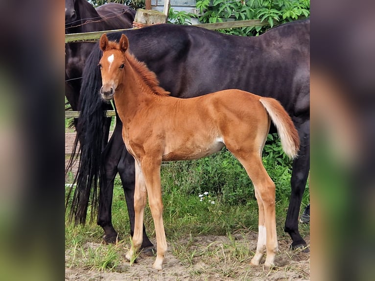 Koń oldenburski Klacz 2 lat 167 cm Ciemnokasztanowata in Ehrenburg