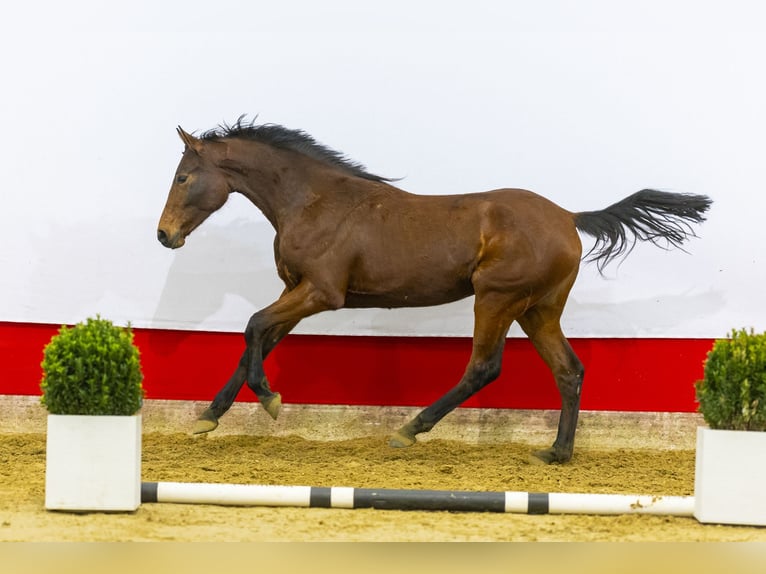 Koń oldenburski Klacz 2 lat 167 cm Gniada in Waddinxveen