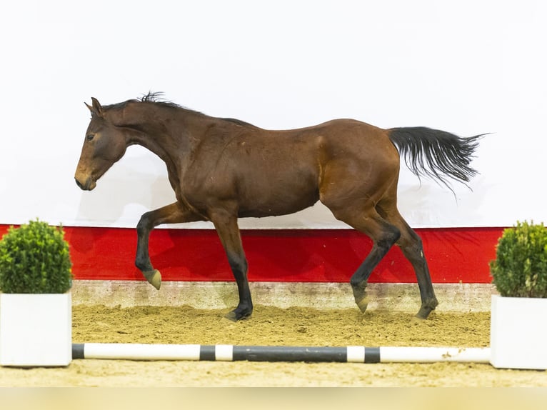 Koń oldenburski Klacz 2 lat 167 cm Gniada in Waddinxveen