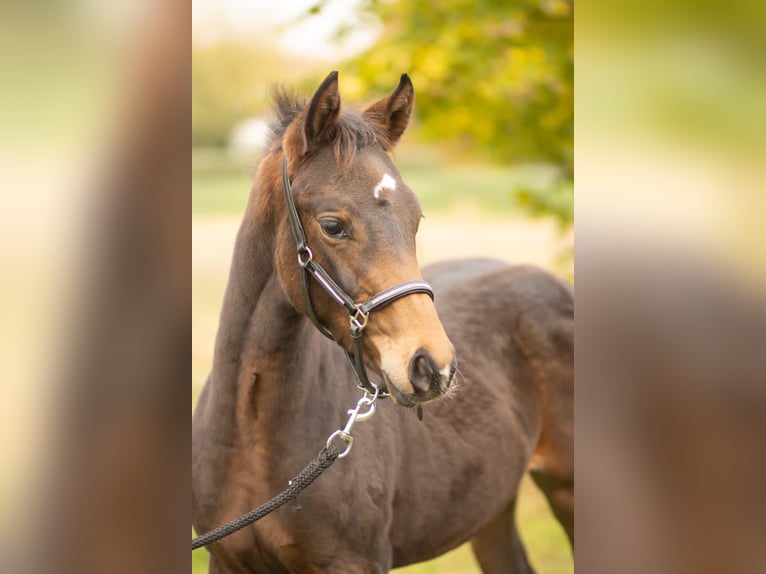 Koń oldenburski Klacz 2 lat 168 cm Gniada in Hopsten