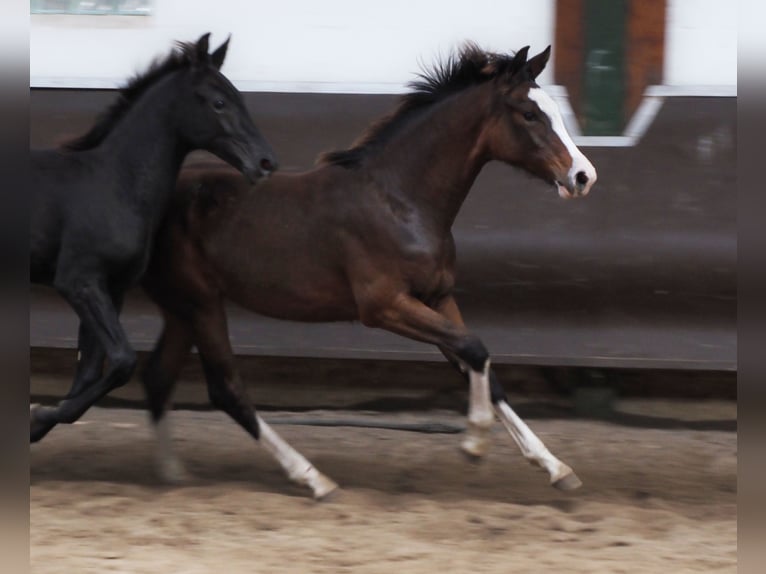 Koń oldenburski Klacz 2 lat 168 cm Gniada in Bramsche