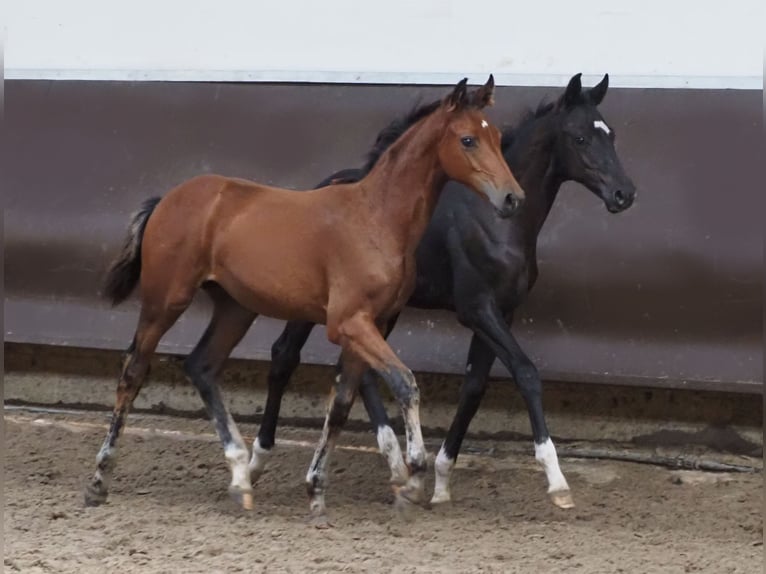 Koń oldenburski Klacz 2 lat 168 cm Gniada in Bramsche