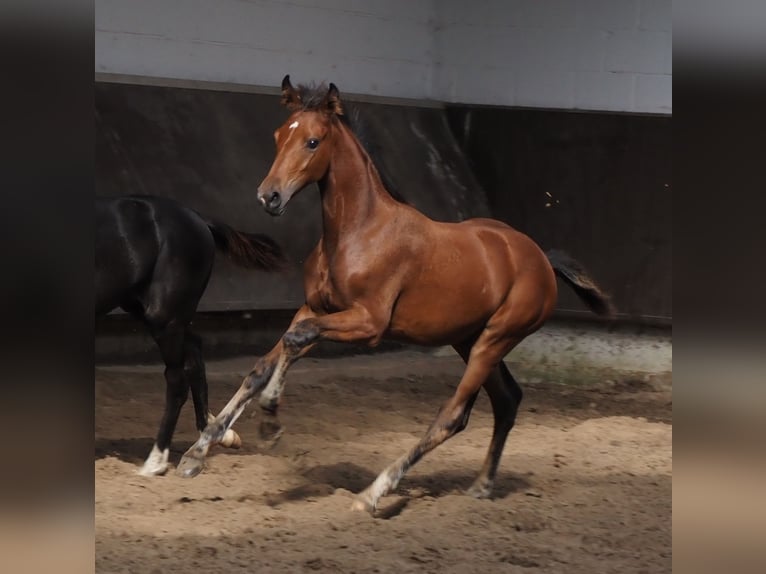 Koń oldenburski Klacz 2 lat 168 cm Gniada in Bramsche