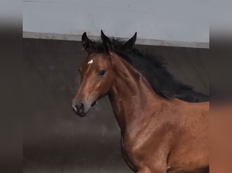 Koń oldenburski Klacz 2 lat 168 cm Gniada in Bramsche