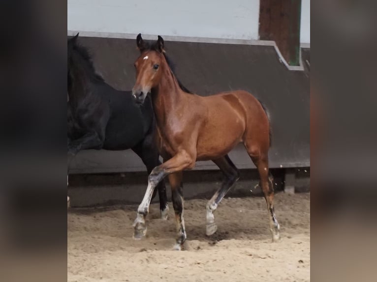 Koń oldenburski Klacz 2 lat 168 cm Gniada in Bramsche