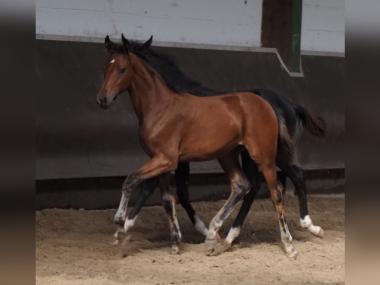 Koń oldenburski Klacz 2 lat 168 cm Gniada in Bramsche