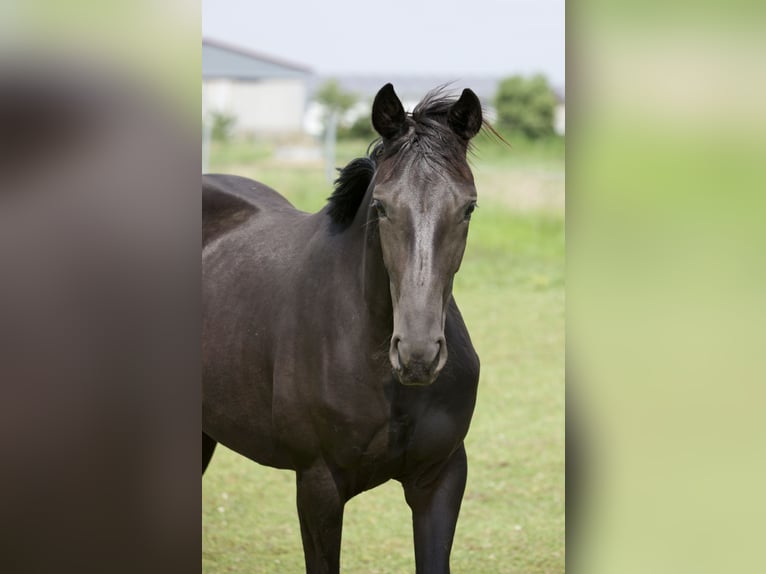 Koń oldenburski Klacz 2 lat 168 cm Kara in Belgern