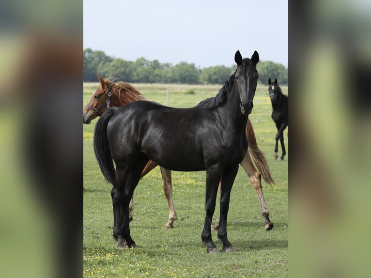 Koń oldenburski Klacz 2 lat 168 cm Kara in Belgern