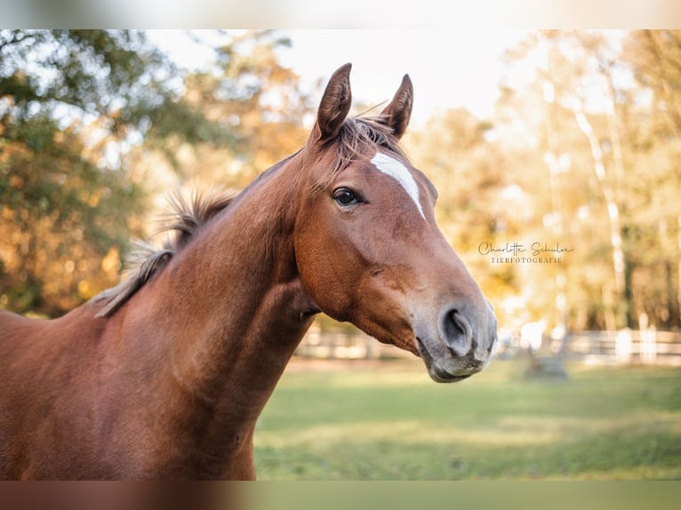 Koń oldenburski Klacz 2 lat 169 cm Ciemnokasztanowata in Wedemark