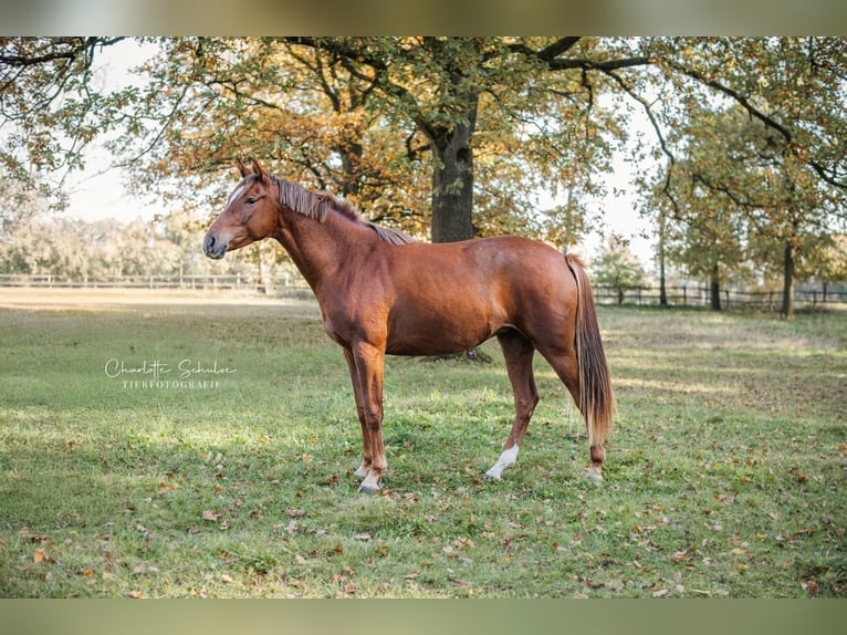 Koń oldenburski Klacz 2 lat 169 cm Ciemnokasztanowata in Wedemark