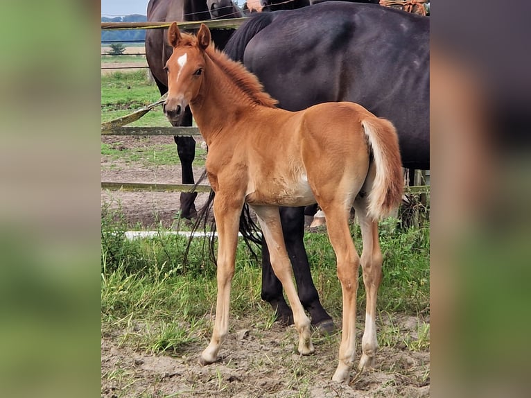 Koń oldenburski Klacz 2 lat 169 cm Ciemnokasztanowata in Ehrenburg