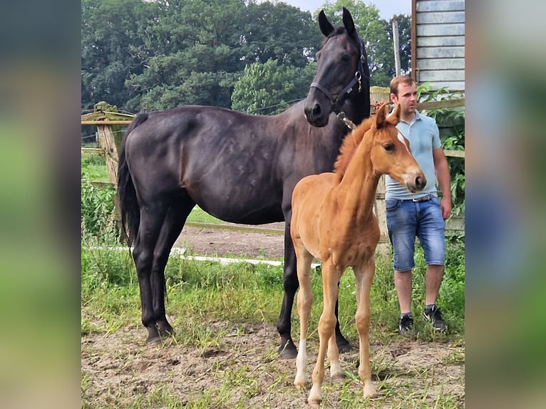 Koń oldenburski Klacz 2 lat 169 cm Ciemnokasztanowata in Ehrenburg