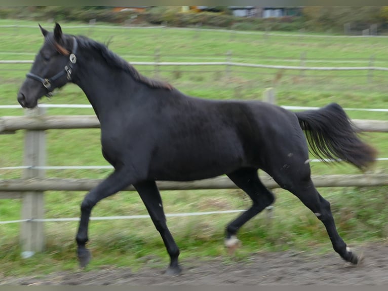 Koń oldenburski Klacz 2 lat 169 cm Kara in Greifenstein