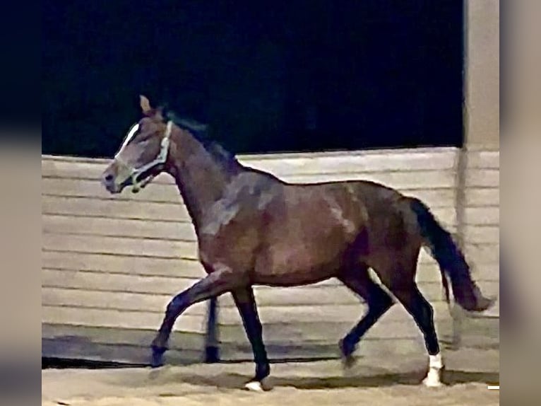 Koń oldenburski Klacz 2 lat 170 cm Ciemnogniada in Heidesheim am Rhein