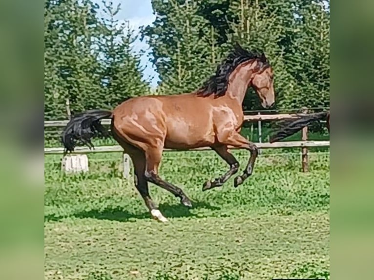 Koń oldenburski Klacz 2 lat 170 cm Gniada in Hude (Oldenburg)