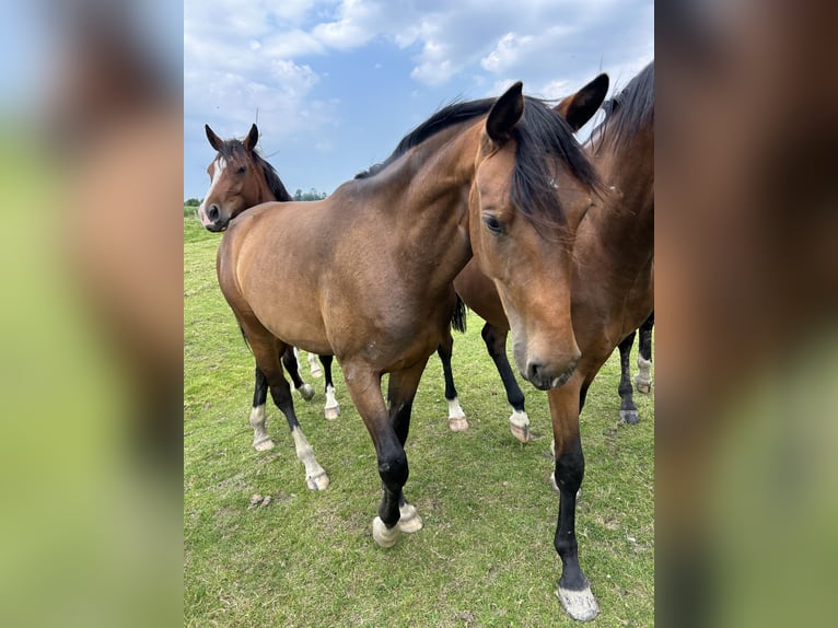 Koń oldenburski Klacz 2 lat 170 cm Gniada in Wangerland Hohenkirchen