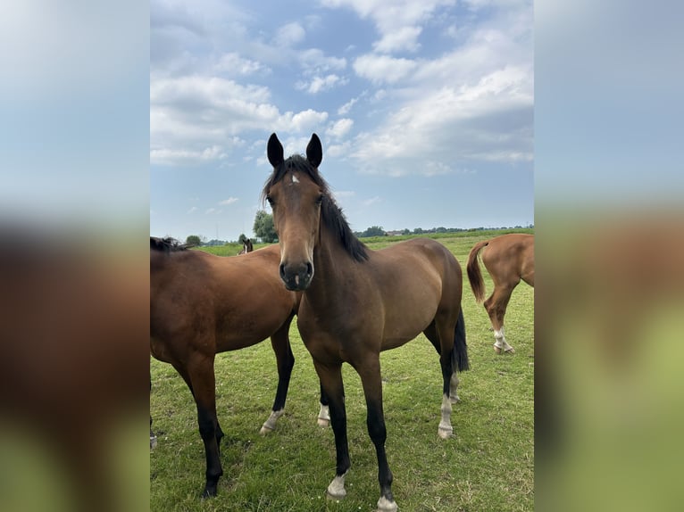 Koń oldenburski Klacz 2 lat 170 cm Gniada in Wangerland Hohenkirchen