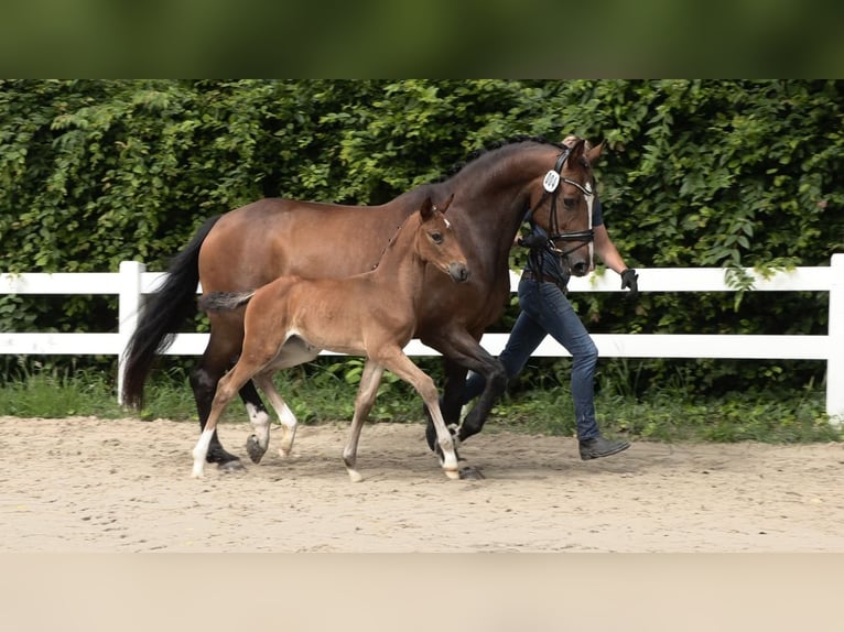 Koń oldenburski Klacz 2 lat 170 cm Gniada in Wangerland Hohenkirchen