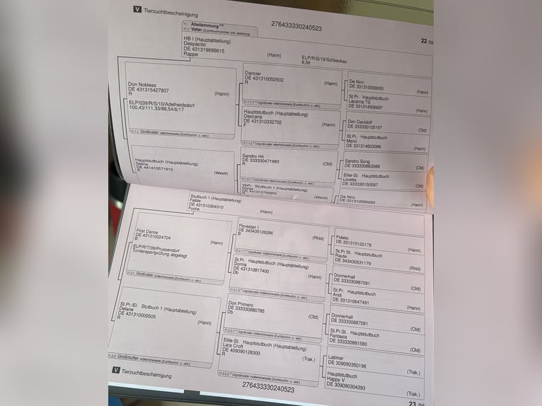 Koń oldenburski Klacz 2 lat 170 cm Kara in Barver